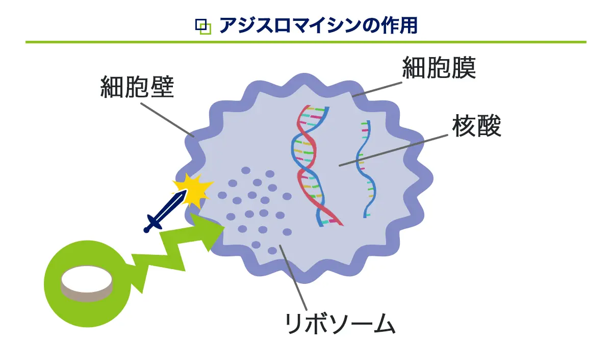 アジスロマイシンの作用