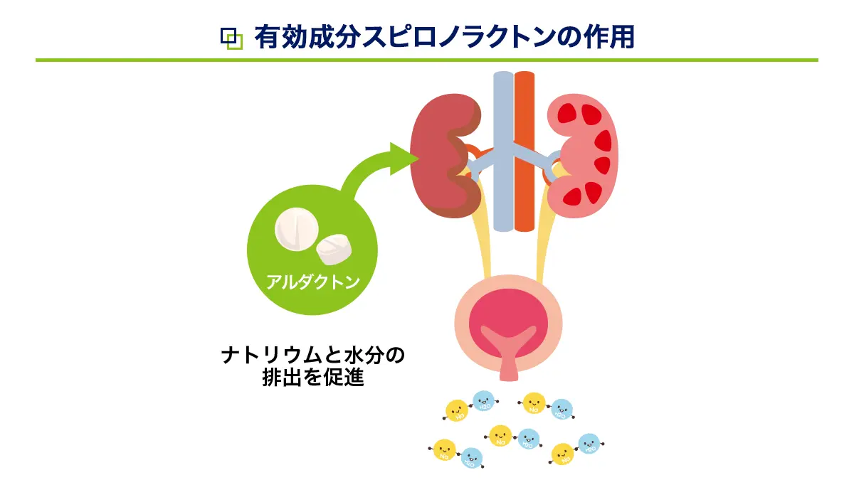 アルダクトン（スピロノラクトン）の効果