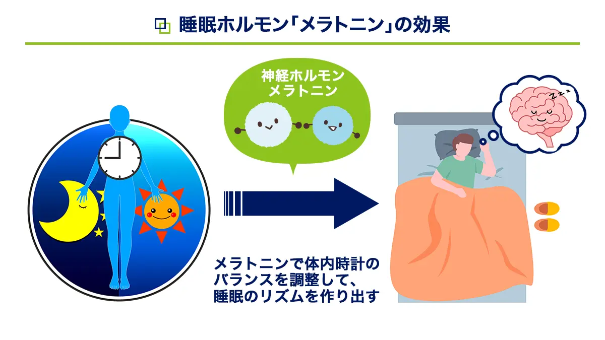 メラトニンの効果