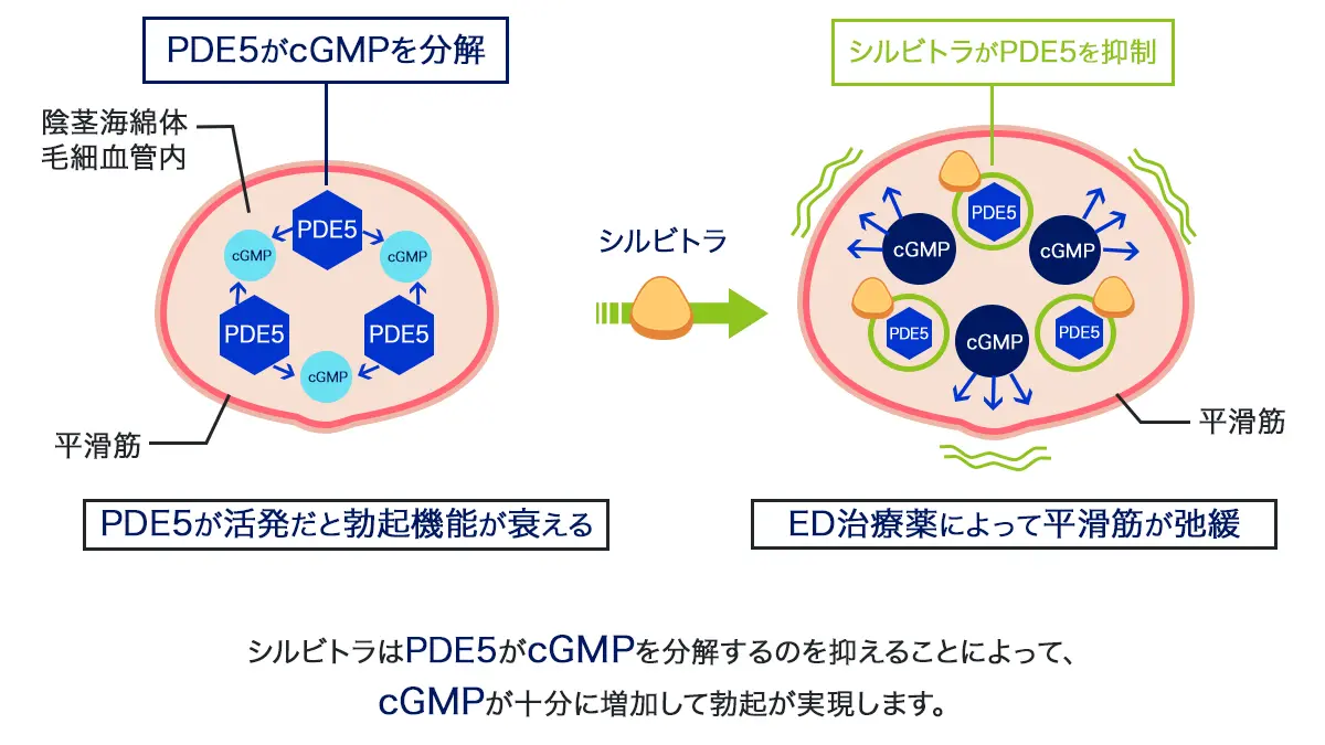 シルビトラのED改善の仕組み