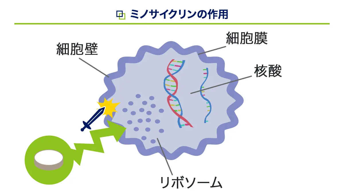 ミノサイクリンの作用