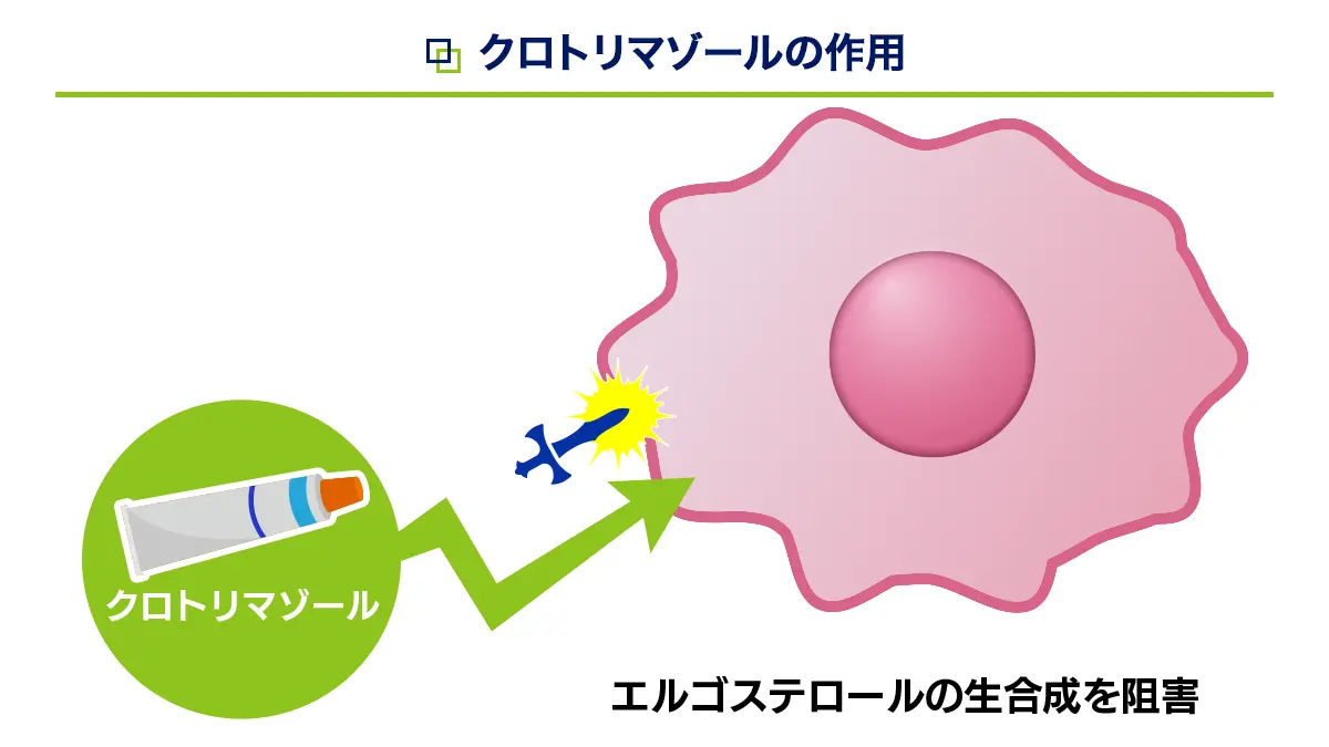 クロトリマゾールクリームの作用