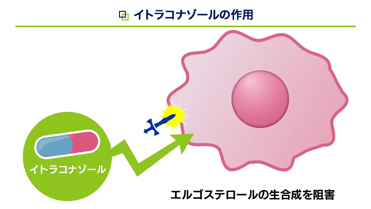イトラコナゾールの作用