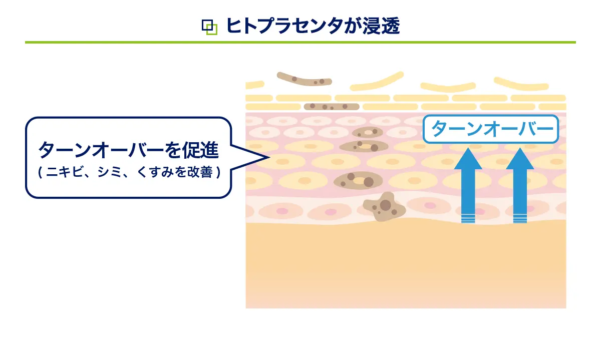 ヒトプラセンタが浸透