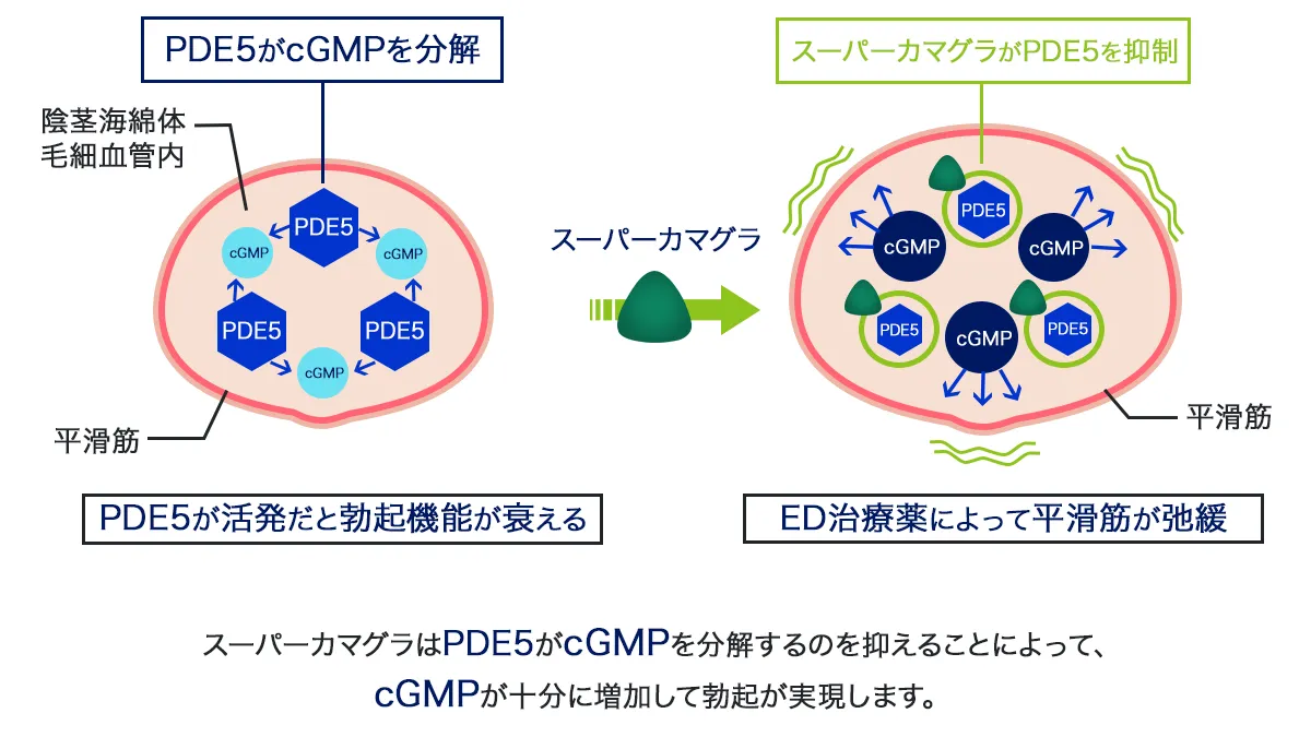 スーパーカマグラのED改善の仕組み
