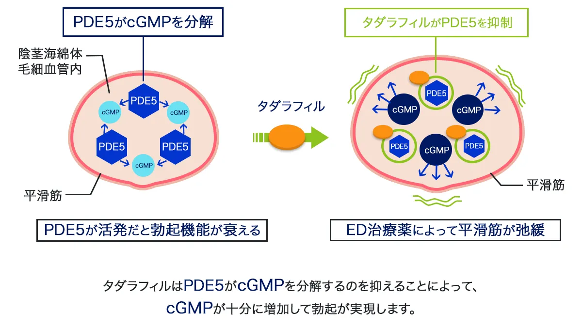 エキシラーマックスのED改善の仕組み