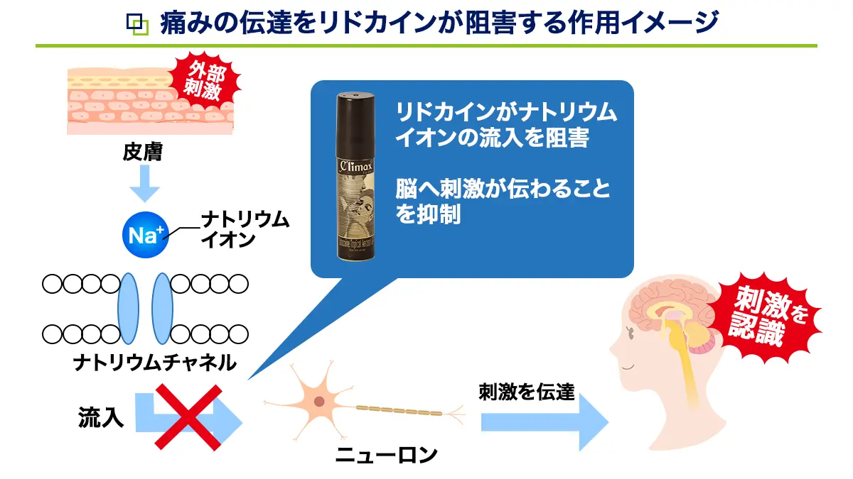 リドカインの作用