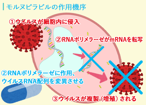 モルヌピラビルの作用機序
